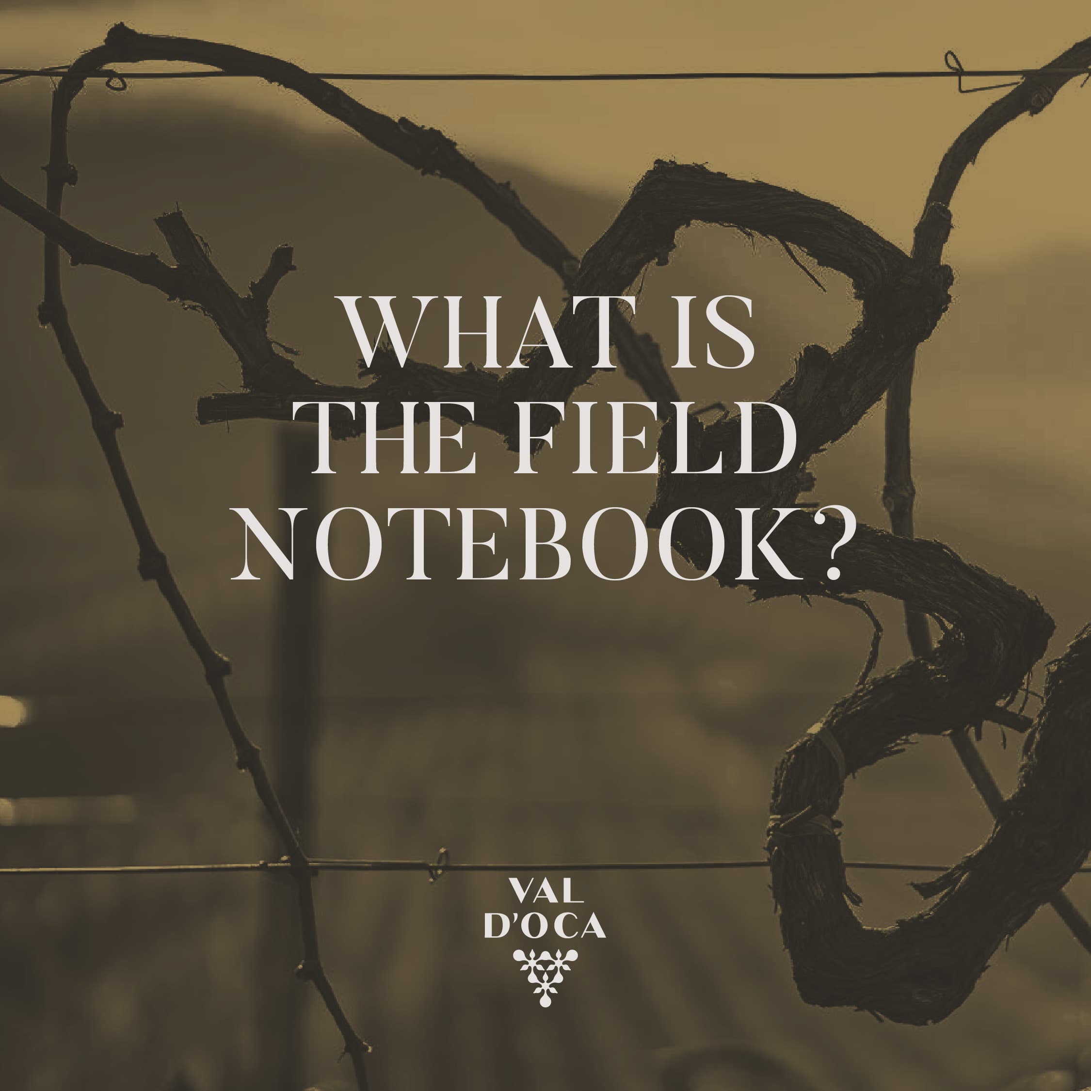 Field Notebook: Technology and Quality in Val d'Oca's Vineyards