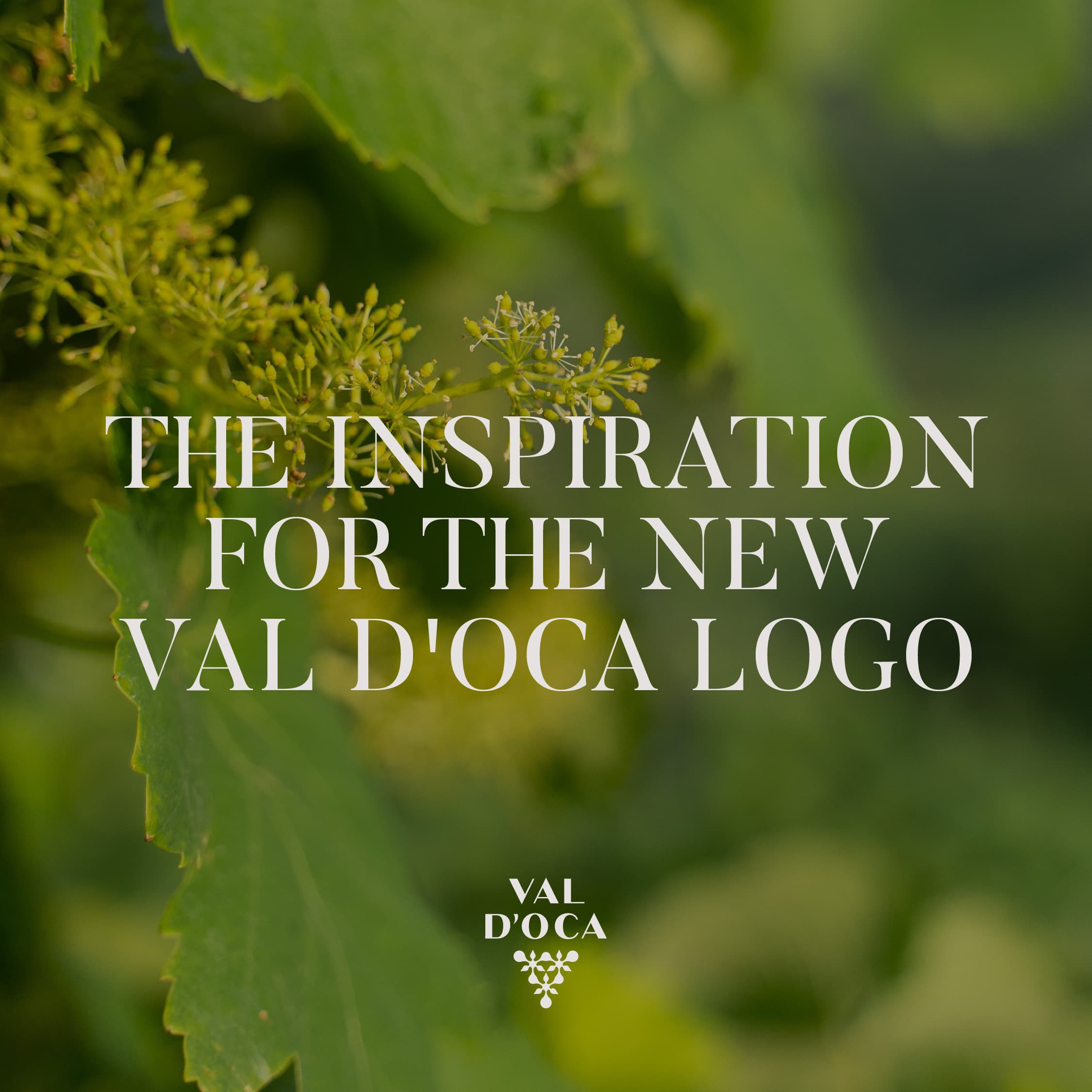 The inspiration for the new Val d'Oca logo